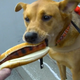 Illustration for article titled Hot Dog Eats Hot Dog